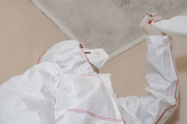 Best Localized Mold Remediation (e.g., coastal areas, humid climates) in Chelsea, MI