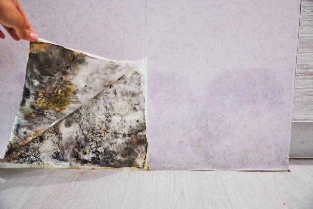 Best Emergency Mold Remediation in Chelsea, MI